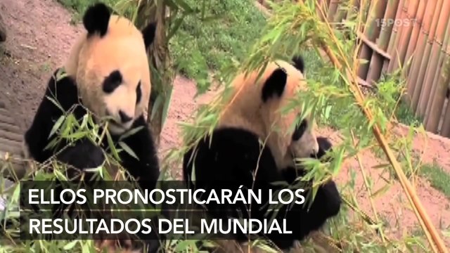 Osos pandas predeciran ganadores del mundial Brasil 2014