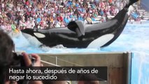 Se desploma Seaworld por maltrato a ballenas Orcas