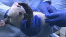 Cachorritos panda que te haran morir de la ternura