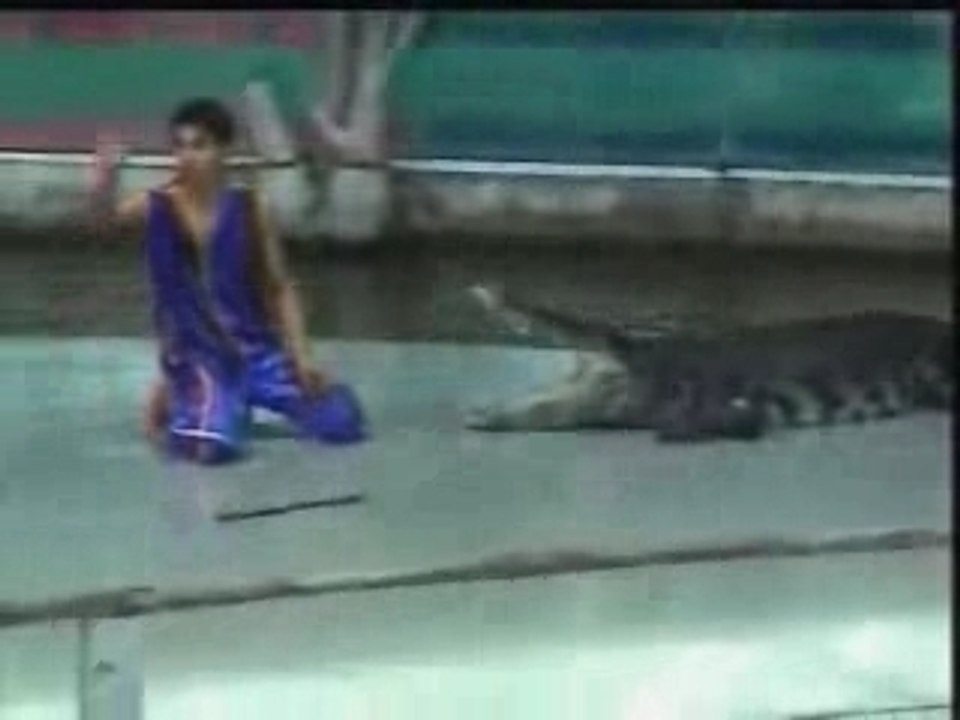le crocodil