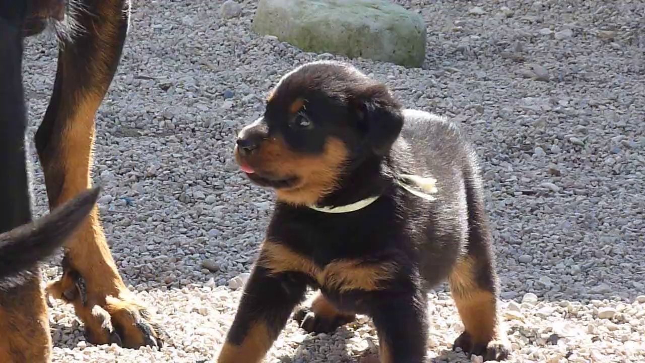 Chiots Beauceron première sortie