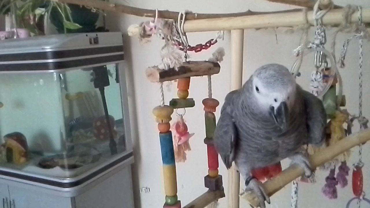 afrika gri papagan azman Maşuk