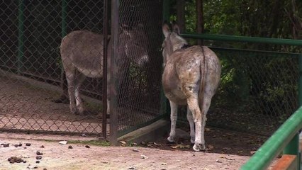 Donkeys Separated For Having Sex in Front of Children Are Now Back Together