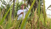 Colombia adapta cultivos a cambio climático