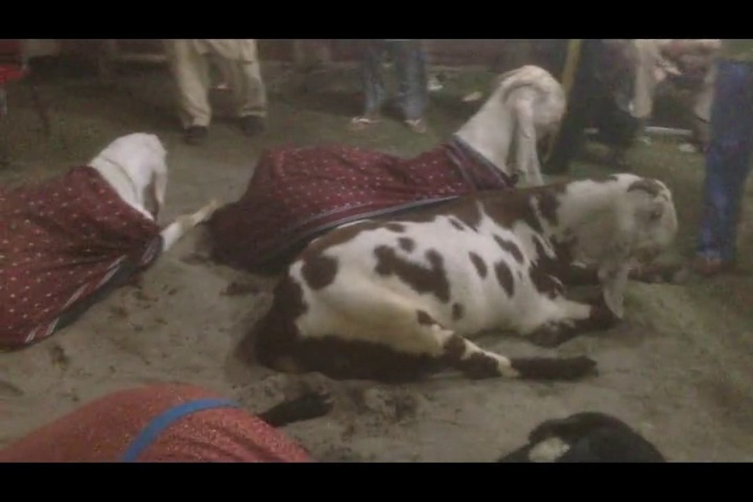 Big Goats And Cows Competition In Faisalabad 2014