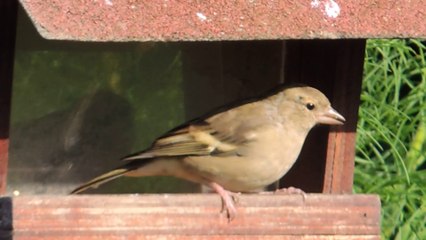 Oiseau à la mangeoire