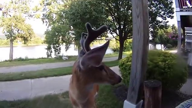 Deer walks up and licks the lens of my camera