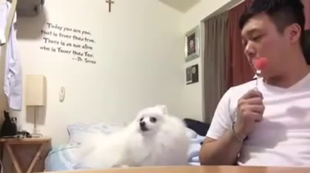 This Dog Is Too Shy To Let Her Human Know She Wants Watermelon Too