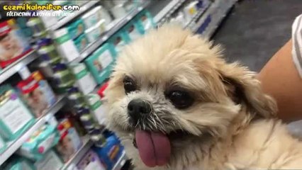 Acayip Bir Sevimliliği Olan Felçli Köpek