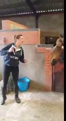 This Horse Is "All About That Bass" And Can Probably Dance Better Than You