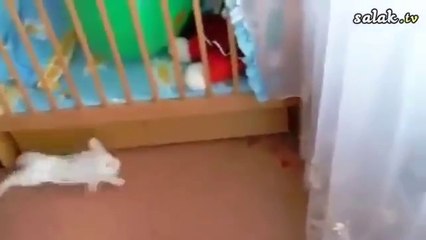 Tavşanın ödü patladı :)