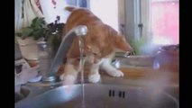 Funny Videos 2014 - Funny Cats Video - Funny Cat Videos Ever - Funny Animals Funny Fails 2014