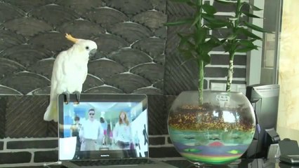 FUNNY VIDEOS_ Funny Animals Compilation -Funny Pranks - Fail Compilation [2014] NEW