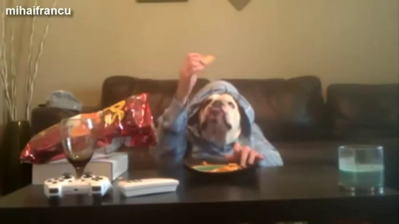 very funny video. funny dogs.