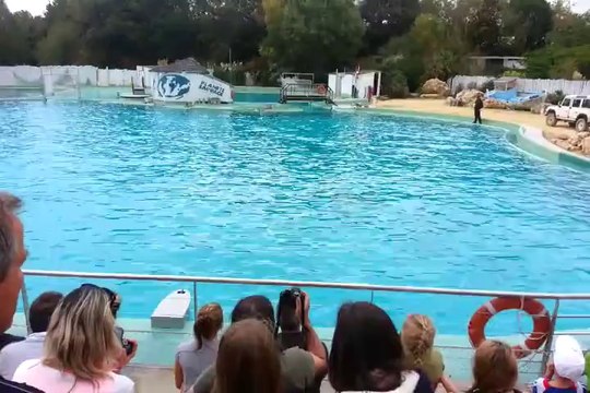 Spectacle de Dauphins ( Planète Sauvage )