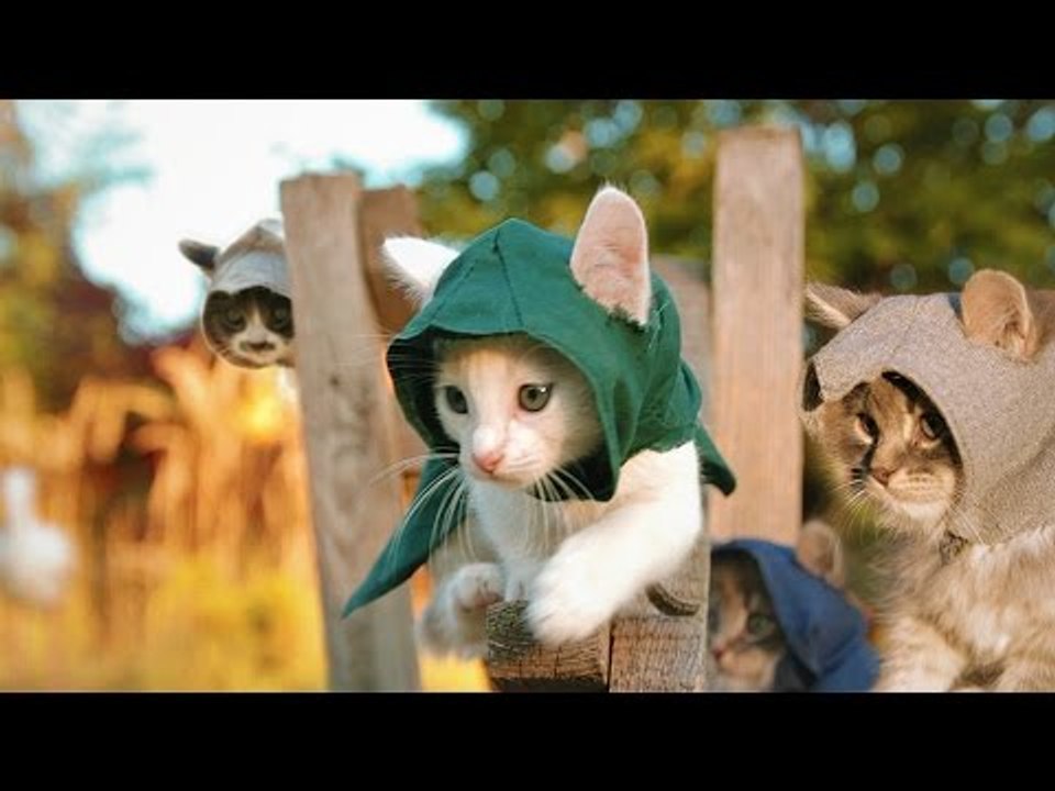 Assassin's Kittens Unity