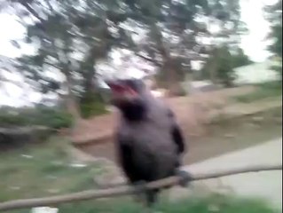 Listen what crow say about PM Nawaz Sharif