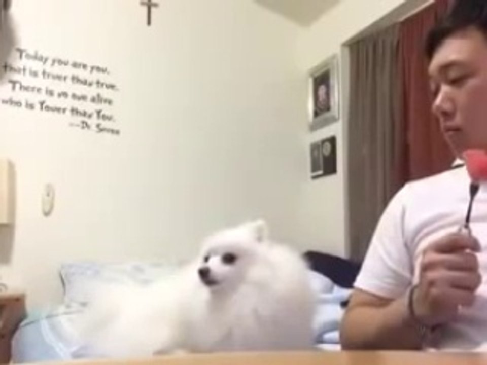 Ce chien aime beaucoup la pastèque!