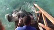 Une raie manta affamée grimpe sur le ponton pour manger