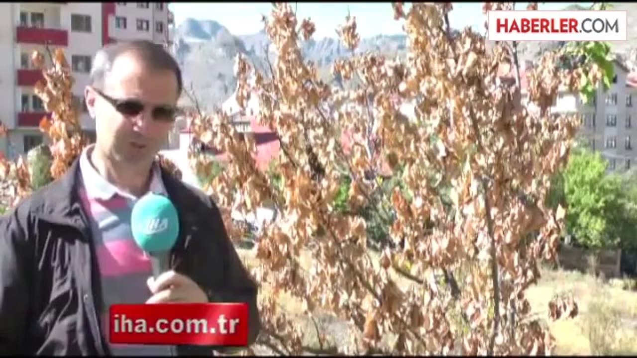 Gümüşhane'de Kuruyan Kayısı Ağacı Eylül Ayında Çiçek Açtı
