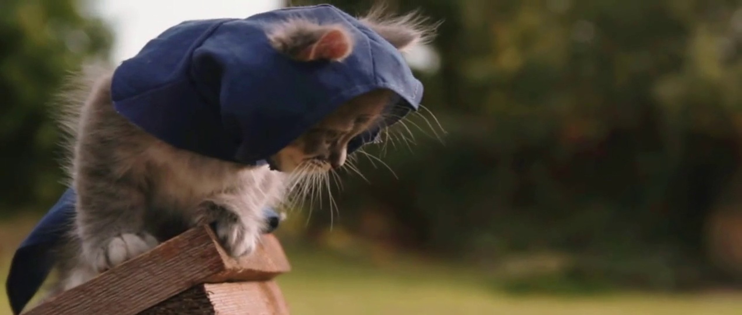 ⁣Assassin's creed Kitten version - Assassin's Kittens Unity