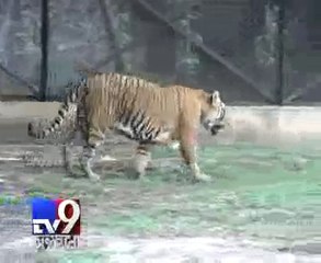 Surat zoo on ALERT after Delhi tragedy - Tv9 Gujarati
