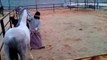 Riding horses(arabian riding)stallion and foal