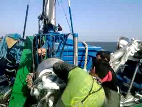 DARISI BİZİM BALIKÇILARIN BAŞINA