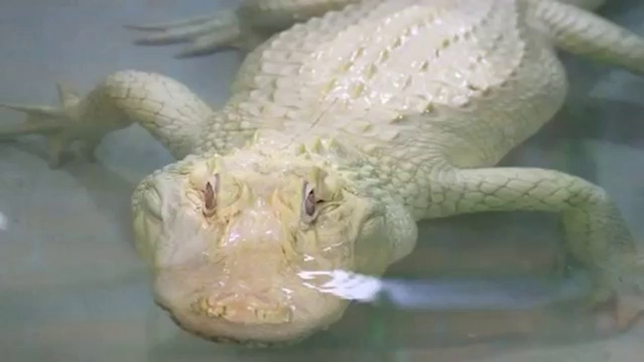 albino alligator birkin
