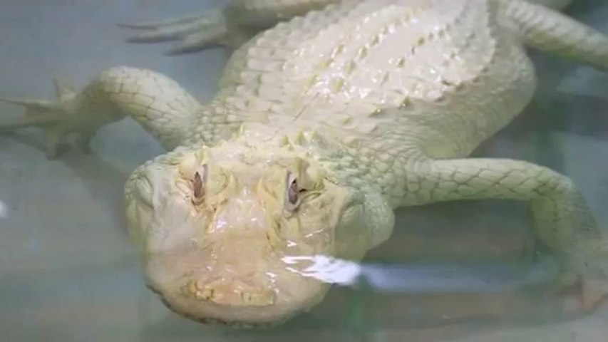 albino crocodile bag