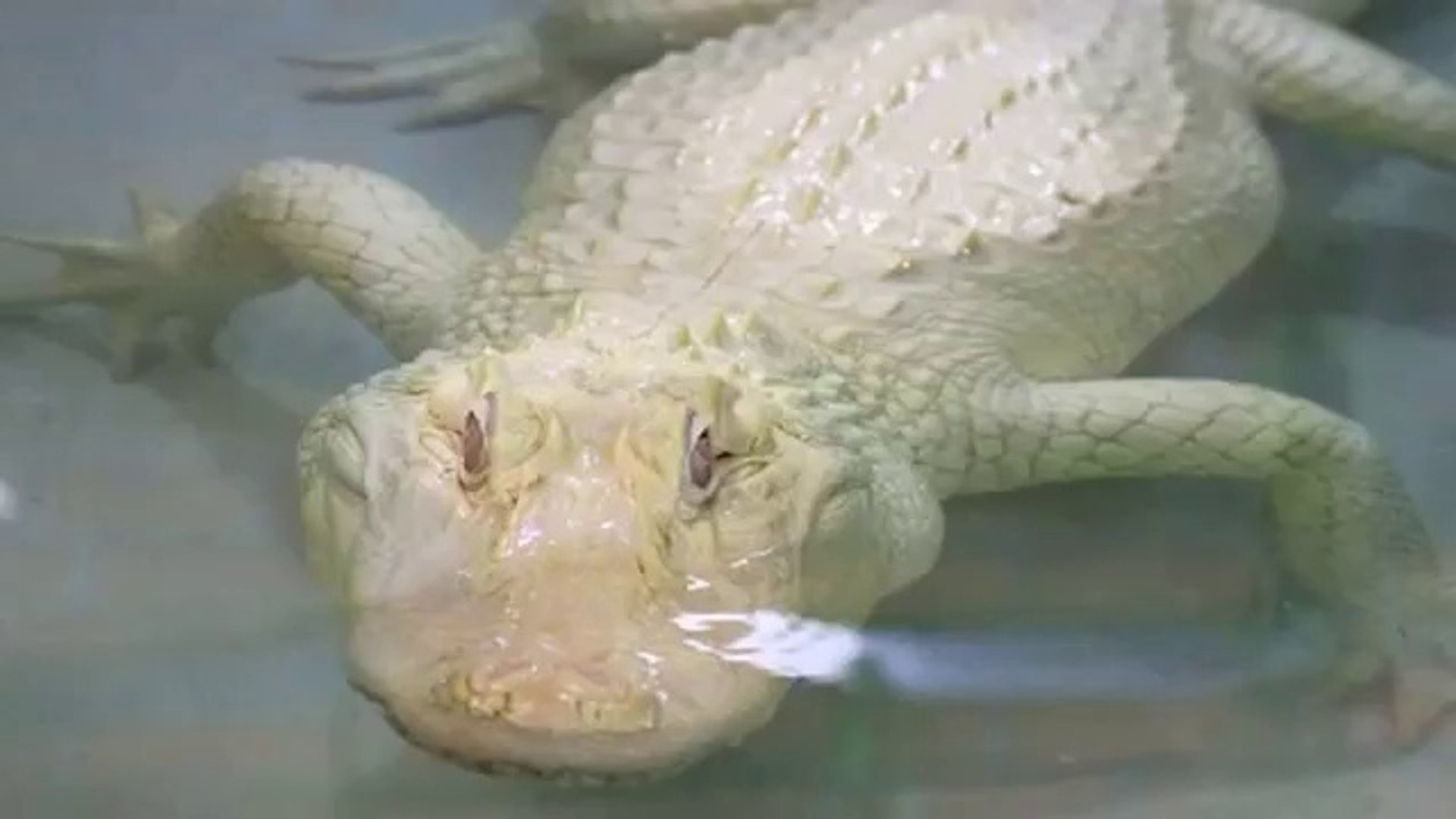 hermes albino crocodile