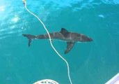 Great White Shark Passes by Boat Off South Africa