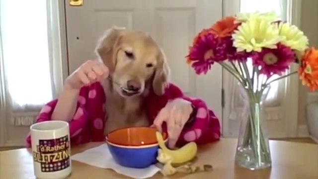 Compilation de chiens marrants