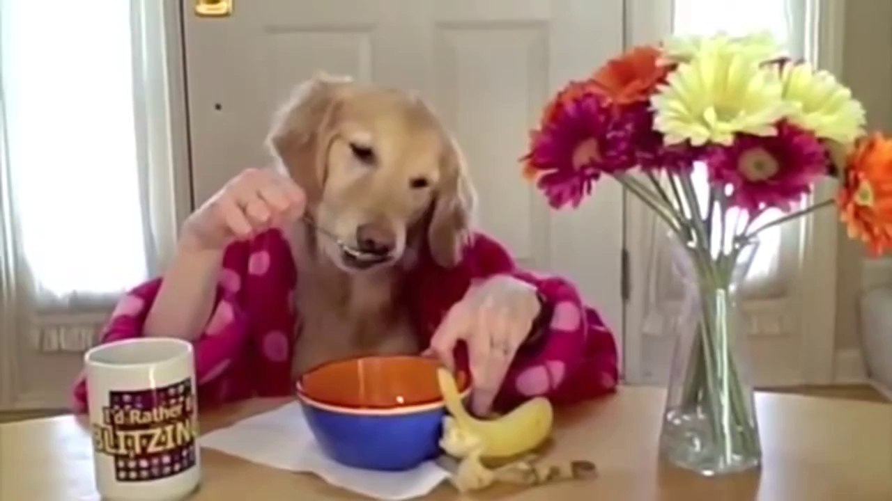 Compilation de chiens marrants