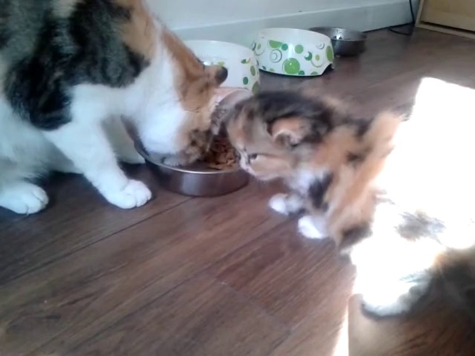 Portée Luna/Drago - 31 Août 2014 - Premier repas pour la poilue