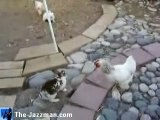 Roosters Referee A Rabbit Fight