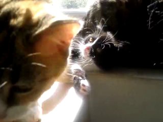 Portée Luna/Drago - 31 Août 2014 - Jeu derrière le rideau