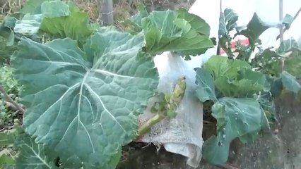 GÜNGÖR YILDIZ.TRABZON AKCAABAT_seref kara derecukli 612