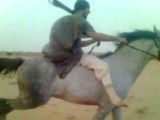 Riding horses(arabian riding)alwatear vs Mhajal
