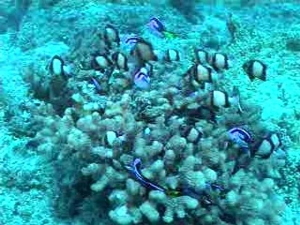 Hepatus-acropora-ile-maurice