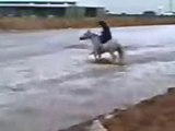 Riding Horses(Arabian Riding)Riding in the water