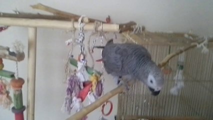 konuşan papagan maşuk