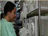 البرازيل توظف البعوض لمكافحة فيروس حمى الضنك