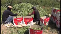 مشاريع زراعية مدروسة لتلبية احتياجات ريف دمشق