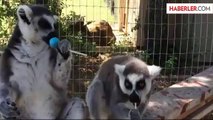 İlk Defa Lolipopla Tanışan Lemurlar Şekere Doyamadı