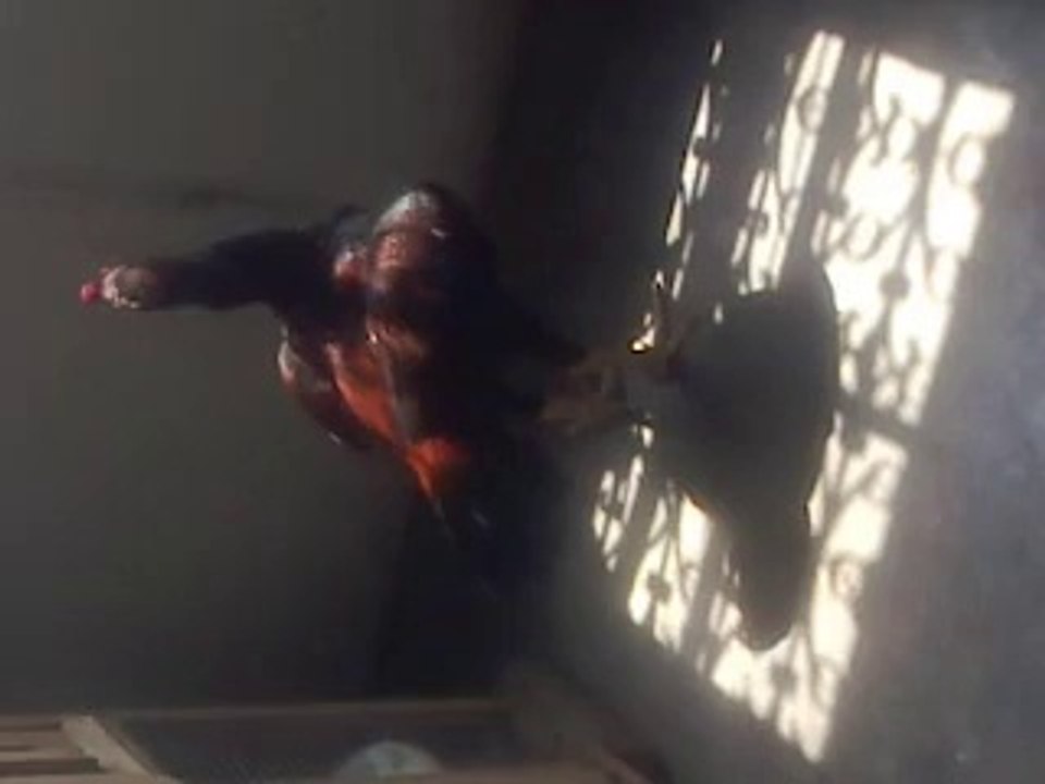 my aseel patha by mani jutt aseel