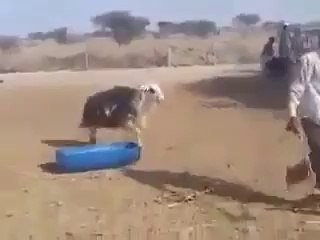 Il ne fallait pas le chercher ! mdrr