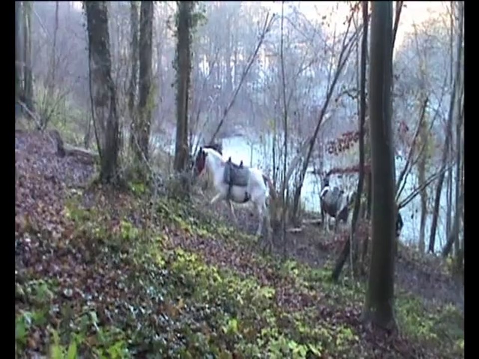 méthode crep  d education pour les poulains en exterieur