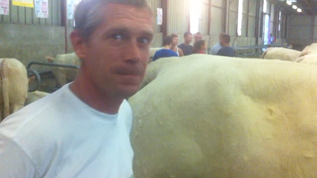 Le concours des vaches charolaises