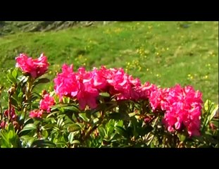 ERA UNA NOTTE CHE PIOVEVA - LA GRANDE GUERRA (8)